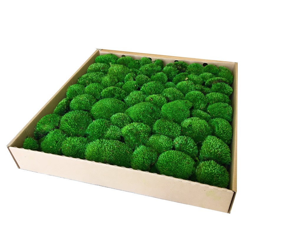 Premium Preserved Alpine Pillow/ Bun Moss Medium Green 0,6m2 Large Wholesale Box